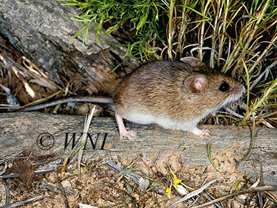 Reithrodontomys megalotis, Western Harvest Mouse